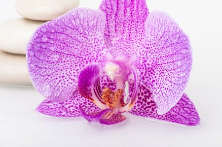 Spa theme - stones and an Orchid flowerの写真素材