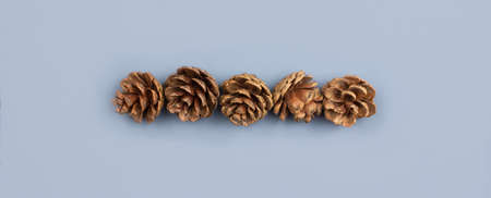 Fir cones flat lay on blue background top view with copy space. Natural, organic forest background. Creative fall, autumn, winter, christmas composition layout. Long banner stock photo.の写真素材