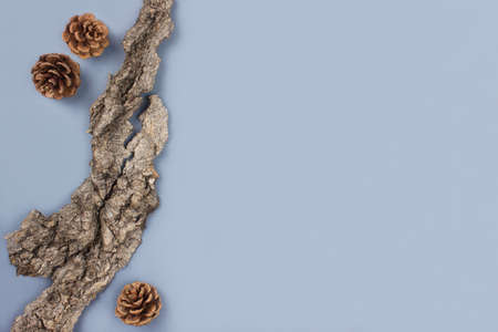 Brown tree bark and fir cones creative flat lay on blue background top view with copy space....