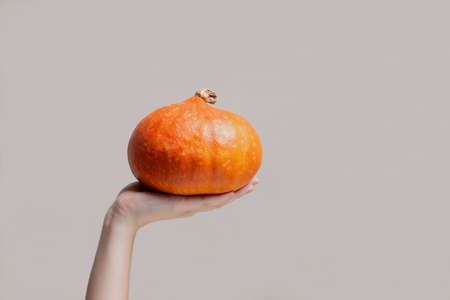 Female hand holding orange pumpkin in front of gray background with copy space. Autumn harvest composition. Halloween decorations, thanksgiving holidays. Cozy, hygge concept. Stock photoの写真素材