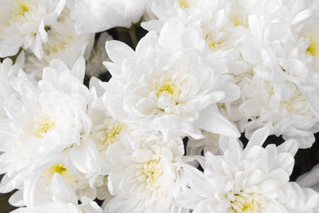Bouquet of white chrysanthemum flowers top view. Close-up view of blooming chrysanthemums. Floral background. Bunch of blossoms with white petals. Nature, gardening conceptの写真素材