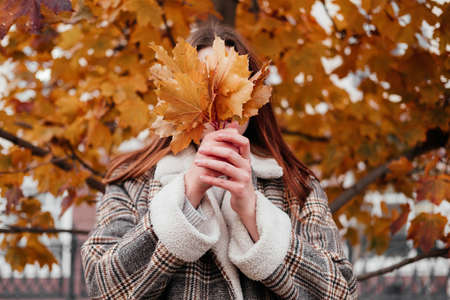 Young woman in coat and sweater holding in hand bouquet of yellow maple leaves and cover face. Faceless woman in park, forest. Fall season. Autumn blues, feeling down. Urban casual outfit. Lifestyleの写真素材