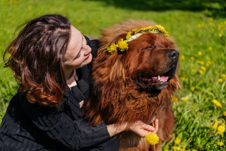 Smiling woman hugging tibetan mastiff dog with wreath of yellow flowers outdoors. Girl and dog playing in parkの写真素材