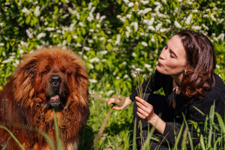 Woman blowing dandelion on tibetan mastiff dog sitting on grass outdoors. Girl and dog playing in parkの写真素材