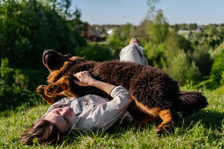Laughing woman in casual clothes laying on grass and playing with tibetan mastiff dog outdoors,