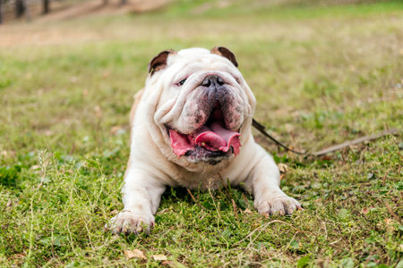 English bulldog laying on grass in park outdoors. Dog on the leashの写真素材