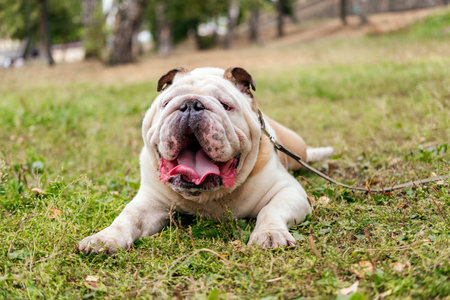 English bulldog laying on grass in park outdoors. Dog on the leashの写真素材