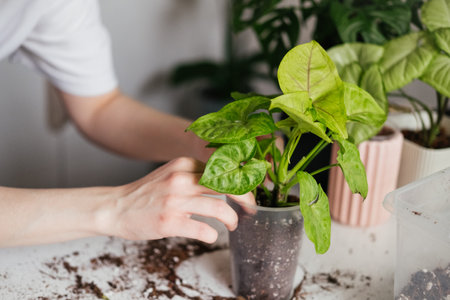 Female hands repotting green syngonium houseplant. Woman inspecting soil around roots. Root rot, yellowing leaves. Spring summer plant repotting and careの写真素材
