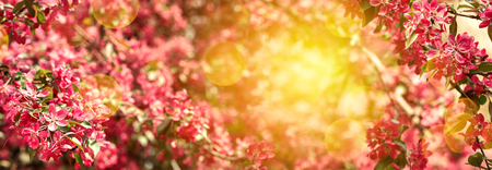 Spring blossom background, flowering trees, spring garden, fruit plants, abstract blurred background, sunny day, flowers close up, wildlife in natural formの写真素材