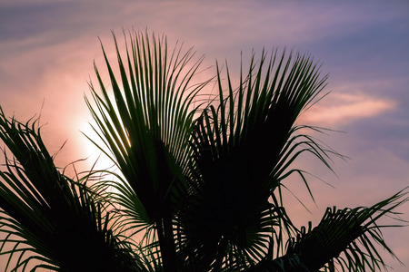 Leaves of palm tree at sunset. Closeup.の写真素材