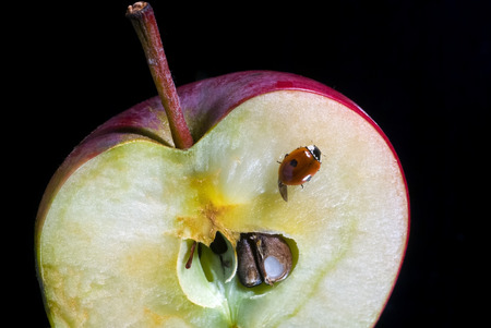 Half of apple and ladybird on a black background closeup. Selective focus.の写真素材