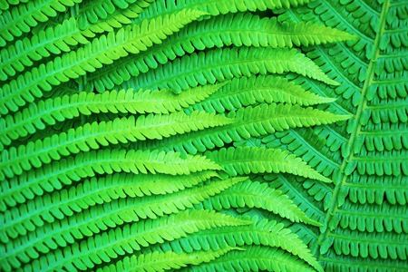 Bright green leaves of a fern as a background.