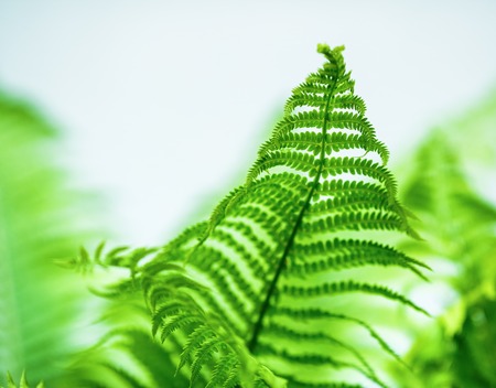 Fern leaf on blurred background closeup. Shallow depth of field. Selective focus.の写真素材