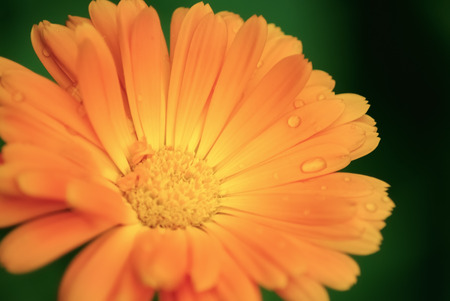 Blossoming calendula. Bright orange marigold flower with water droplets on the petals close up. Shallow depth of field. Selective focus. The effect of soft focus.の写真素材