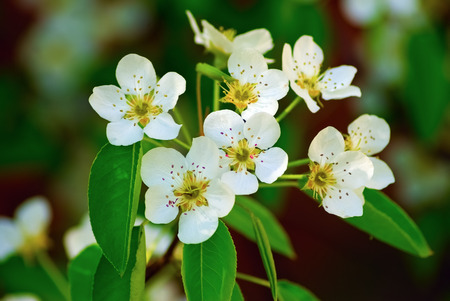 Beautiful bright white flowers and green leaves. Blossom cherry tree over nature background. Shallow depth of field. Selective focus.の写真素材