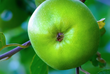 Green unripe apple growing on a tree branch. Shallow depth of field. Selective focus.の写真素材