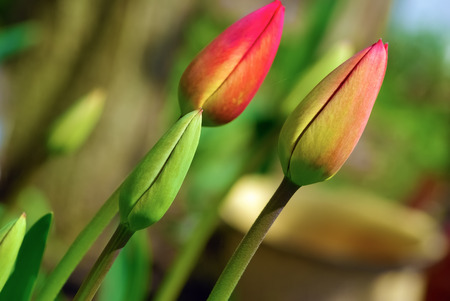 Fresh bright unblown tulips outdoors. Spring flowers. Shallow depth of field. Selective focus.の写真素材