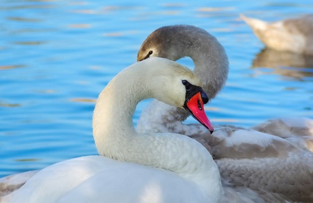 Beautiful swans with long graceful necks on blue water background closeupの写真素材