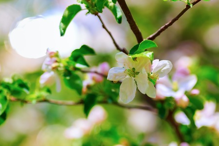 Spring flowering. Tree branch with a blossoming white flowers close-up. Shallow depth of field. Selective focus.の写真素材