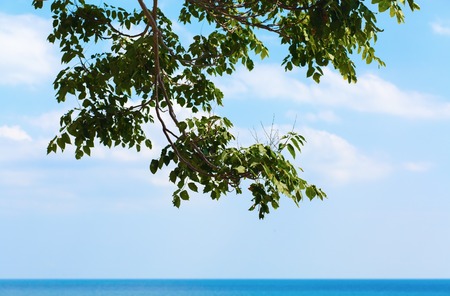 A large tree branch hanging over the water against a blue cloudless sky. Hot summer day at sea.の写真素材