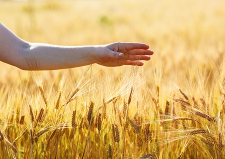 Female hand on the background of a wheat field. Ripe ears of wheat. Shallow depth of field. Selective focus.の写真素材