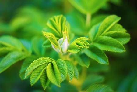 Fresh bright green leaves of wild rose  with soft focus and blurred background. Very shallow depth of field. Selective focus.の写真素材