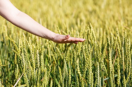 Female hand touches ears of cereal. Rye field. Shallow depth of field. Selective focus.の写真素材