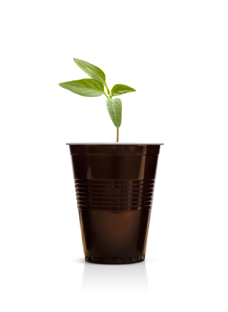 Little green sprout in a brown plastic cup. Isolated on white background.の写真素材