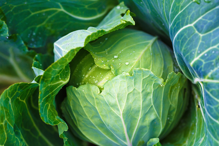 Fresh cabbage in the vegetable garden. Shallow depth of field. Selective focus.の写真素材