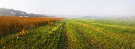 Foggy field at morning. Rural landscape with green grass and fog. Panoramic shot.