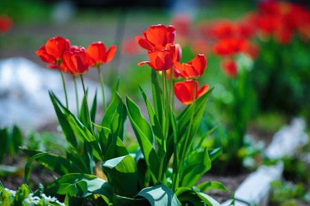 Colorful tulips in the spring. Red tulips brightly lit by the sun. Shallow depth of field. Selective focus.の写真素材