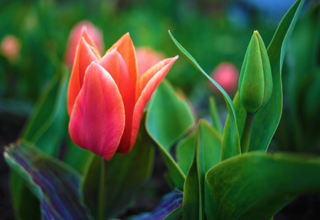 Bright scarlet tulip flower and green leaves. Soft focus effect. Shallow depth of field. Selective focus.の写真素材