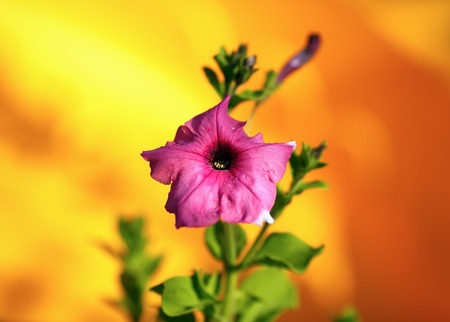 Fading mallow flower on blurred bright yellow background. Hollyhock flower. Shallow depth of field. Selective focus.の写真素材