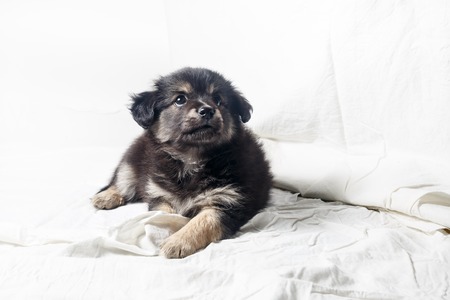 Adorable cute little puppy dog against a white sheet background.の写真素材