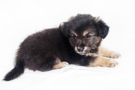 Puppy dog lying on a background of white sheet. Studio shot.の写真素材