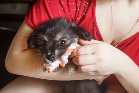 Adorable cute black puppy dog sitting in female hands and gnawing a toy.の写真素材