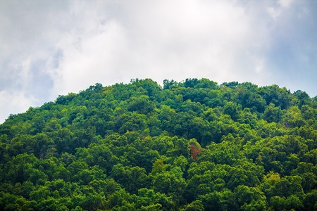 Lush green forest on the mountain peak. Dense vegetation on the background of cloudy sky.の写真素材