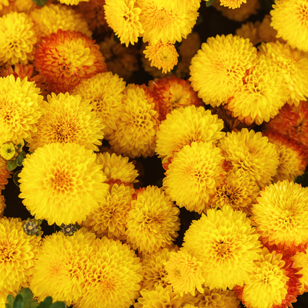 Yellow chrysanthemum flowers. Many beautiful yellow flowers as background.