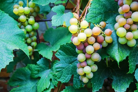 Bunches of fresh wine grapes. Ripe grape growing at wine fields. Bunches of wine grapes hang from a vine. Shallow depth of field. Selective focus.の写真素材