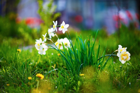Blooming white daffodils. Flowering narcissus at springtime. Spring flowers. Shallow depth of field. Selective focus.の写真素材