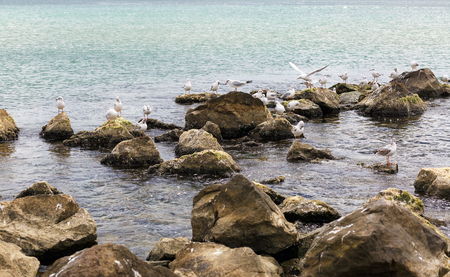 Many seagulls on the rocks on the Black Sea coast. Gulls on the stones. Birds of the sea.の写真素材