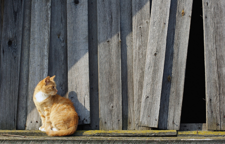 Cute ginger tabby cat against the background of the wooden fence.の写真素材