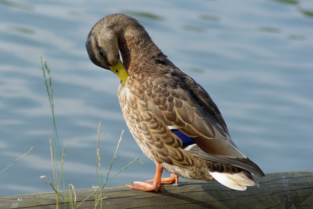 Duck mallard cleans feathers on the shore.の写真素材