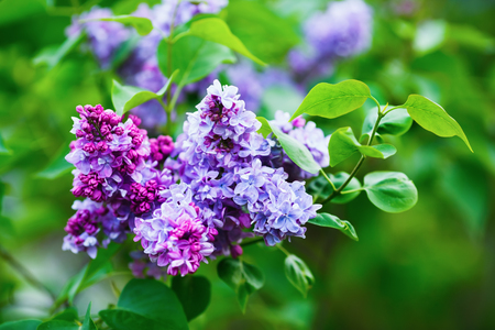 Purple lilac flowers. Spring blossom. Selective focusの写真素材