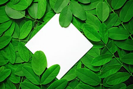 Blank white paper with green acacia leaves background. Copy space for text. Flat lay.の写真素材