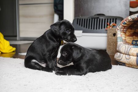 Two puppies sitting on soft carpet. Little black dogs are resting. Selective focus.