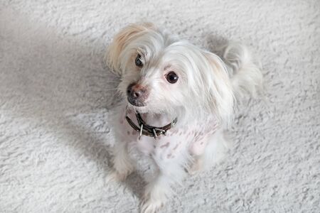 Chinese crested dog female sitting on light gray fluffy carpet. Selective focus.の写真素材