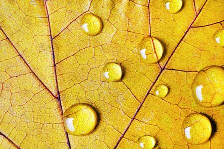 Yellow autum leaf with drops of water. Macro photography. Flat lay.