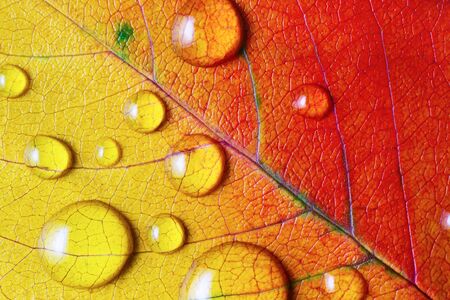 Bright red-yellow autumn leaf with water droplets. Macro photography. Flat lay.