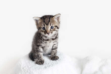 Small tabby kitten on white towel background.の写真素材